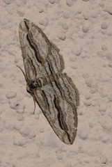 Ecleora solieraria