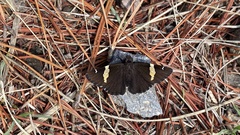 Thorybes pseudocellus