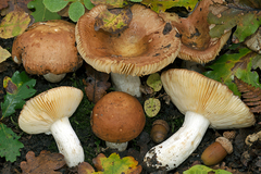 Russula cuprea