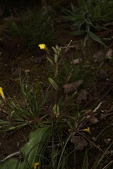 Erythranthe pulsiferae