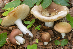 Russula cuprea