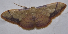 Idaea ostrinaria