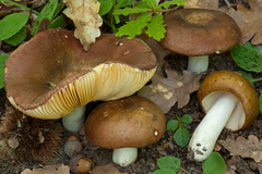 Russula cuprea