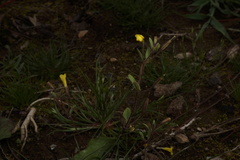 Erythranthe pulsiferae