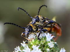 Acyphoderes aurulenta
