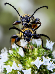 Acyphoderes aurulenta