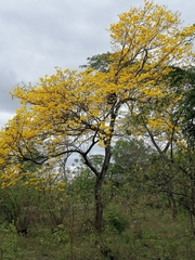 Handroanthus ochraceus