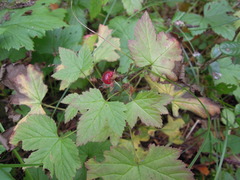 Rubus humulifolius