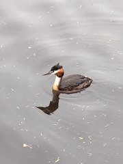 Podiceps cristatus