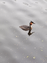 Podiceps cristatus