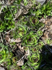 Sempervivum tectorum
