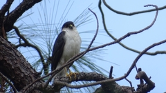 Accipiter striatus chionogaster