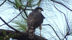 Accipiter striatus chionogaster