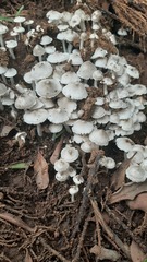 Termitomyces microcarpus