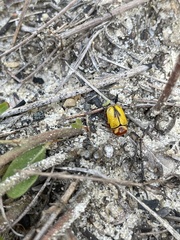 Cryptocephalus gibbicollis