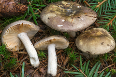 Russula firmula