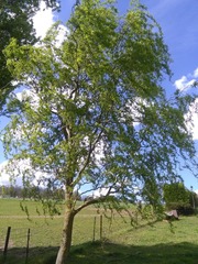 Salix babylonica tortuosa