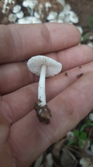 Termitomyces microcarpus