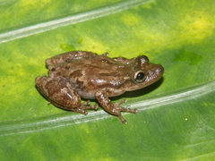 Scinax staufferi