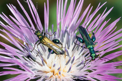 Oedemera nobilis