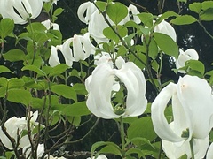 Cornus florida urbiniana