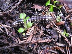 Harpaphe haydeniana