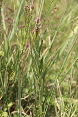 Lythrum virgatum