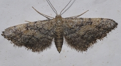 Idaea deitanaria