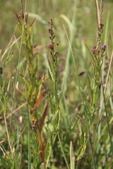 Lythrum virgatum