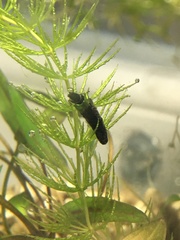 Trichoptera