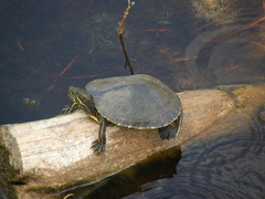 Trachemys venusta iversoni
