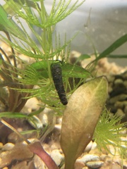 Trichoptera