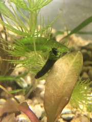 Trichoptera