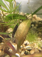 Trichoptera