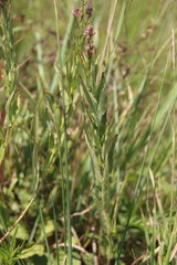 Lythrum virgatum