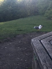 Larus fuscus