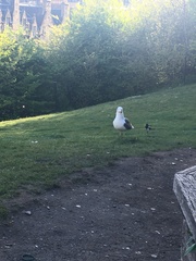 Larus fuscus
