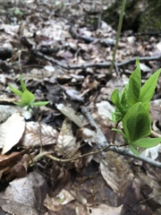 Dirca palustris