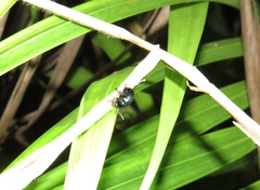 Coleoptera