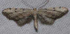 Idaea incalcarata