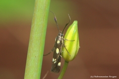 Eretmocera laetissima