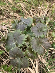 Aconitum septentrionale