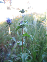 Carthamus caeruleus