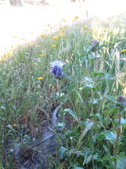Carthamus caeruleus