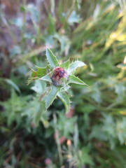Carthamus caeruleus
