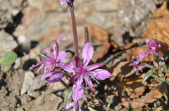 Chamaenerion colchicum