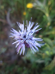 Carthamus caeruleus
