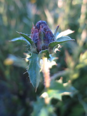 Carthamus caeruleus