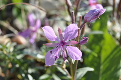 Chamaenerion colchicum
