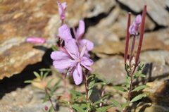 Chamaenerion colchicum